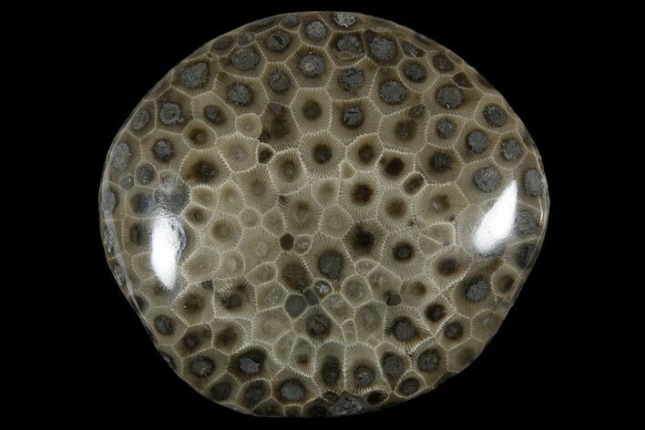 Polished Petoskey Stone (Fossil Coral) - Michigan #177199